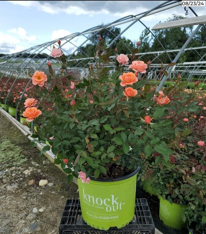 Coral Knock Out® Rose flowering