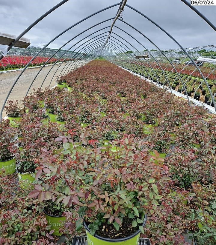 Coral Knock Out® Rose growing in nursery