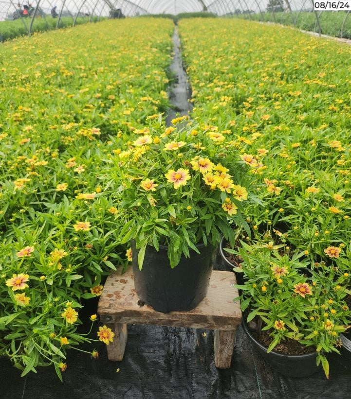 Coreopsis Lil Bang™ Enchanted Eve