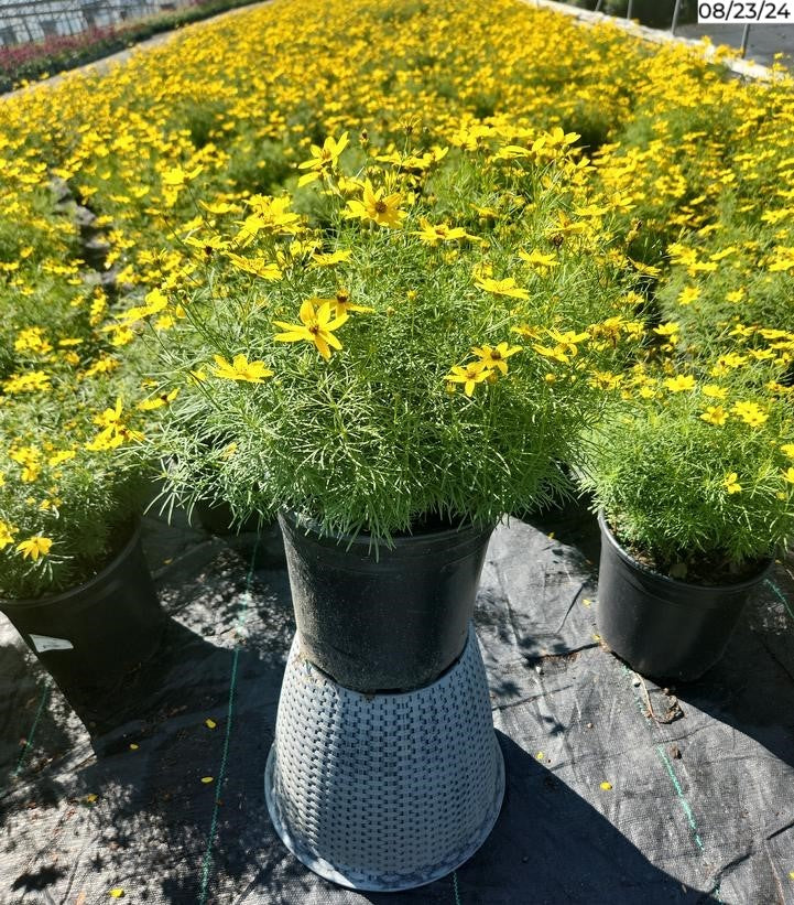 Coreopsis verticillata Zagreb