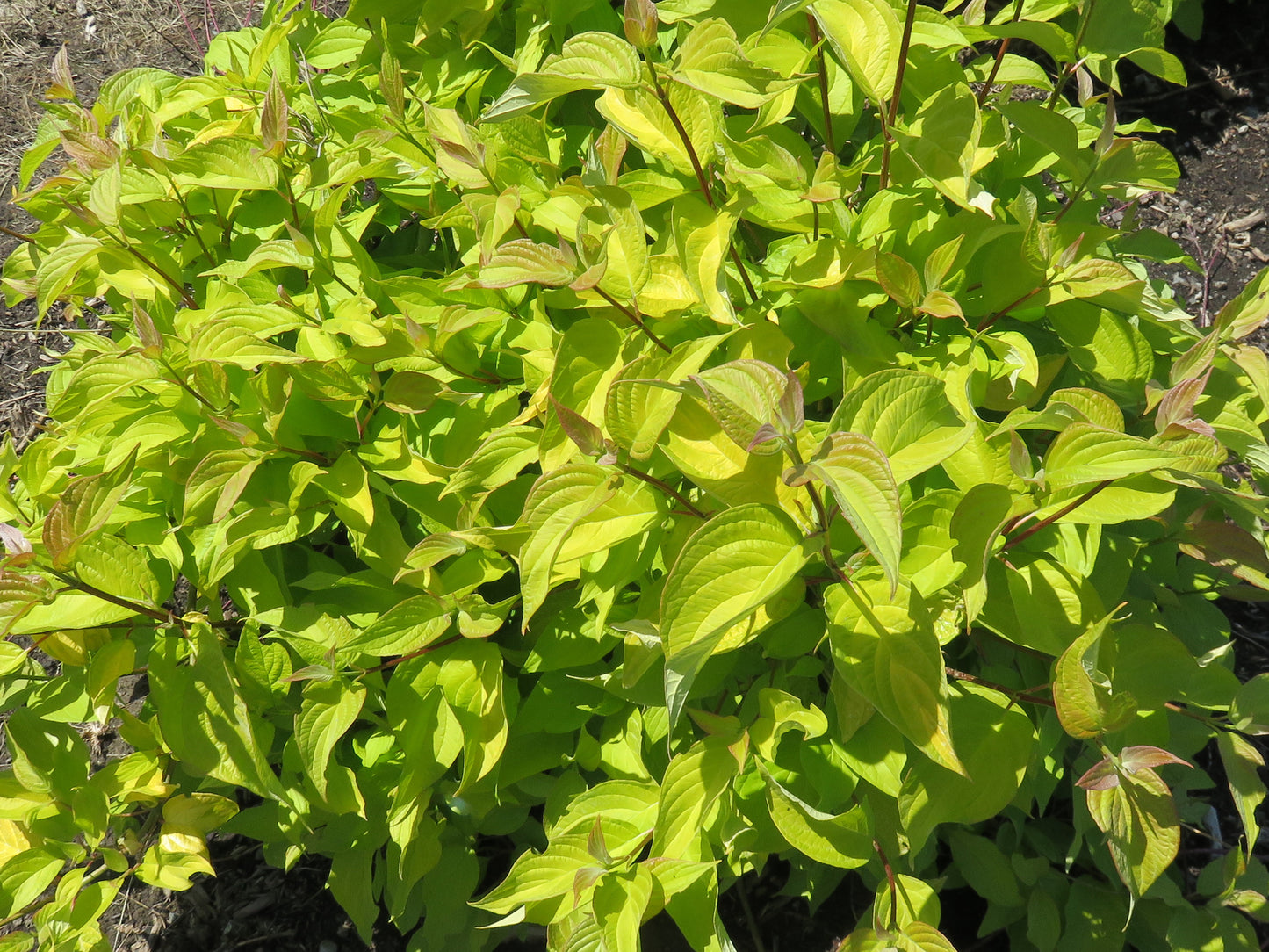 Cornus alba Neon Burst®