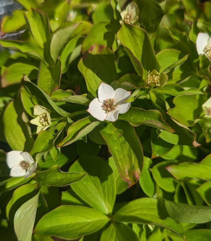 Cornus canadensis