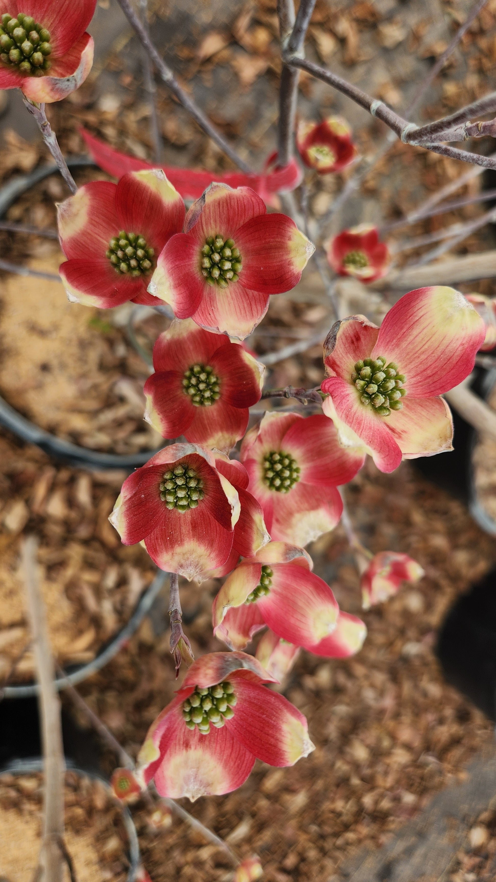 Cornus florida Cherokee Brave™