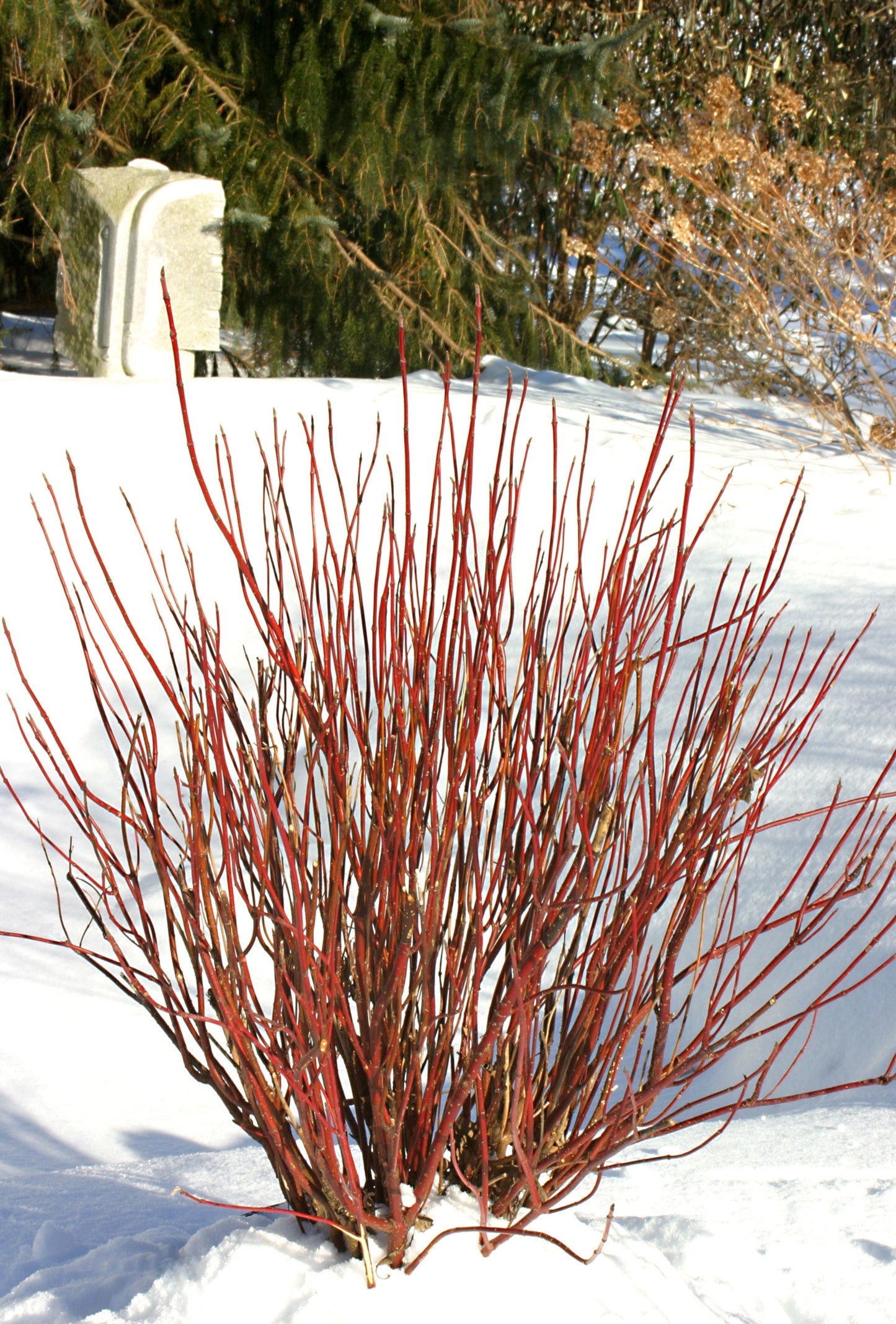 Arctic Fire® Dogwood