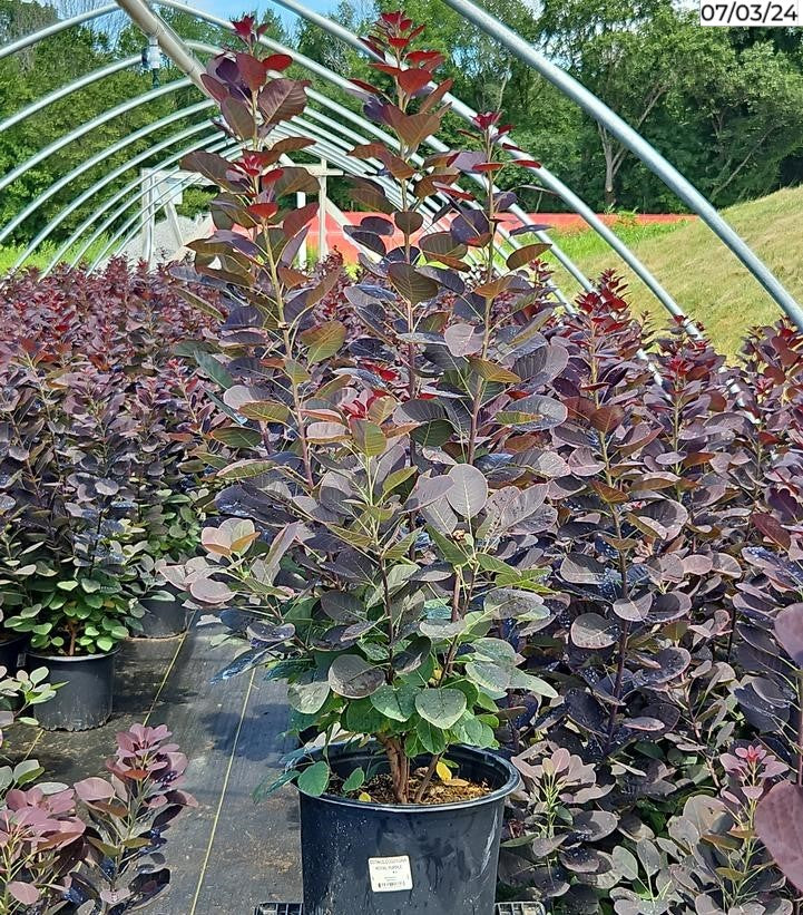 Cotinus coggygria Royal Purple