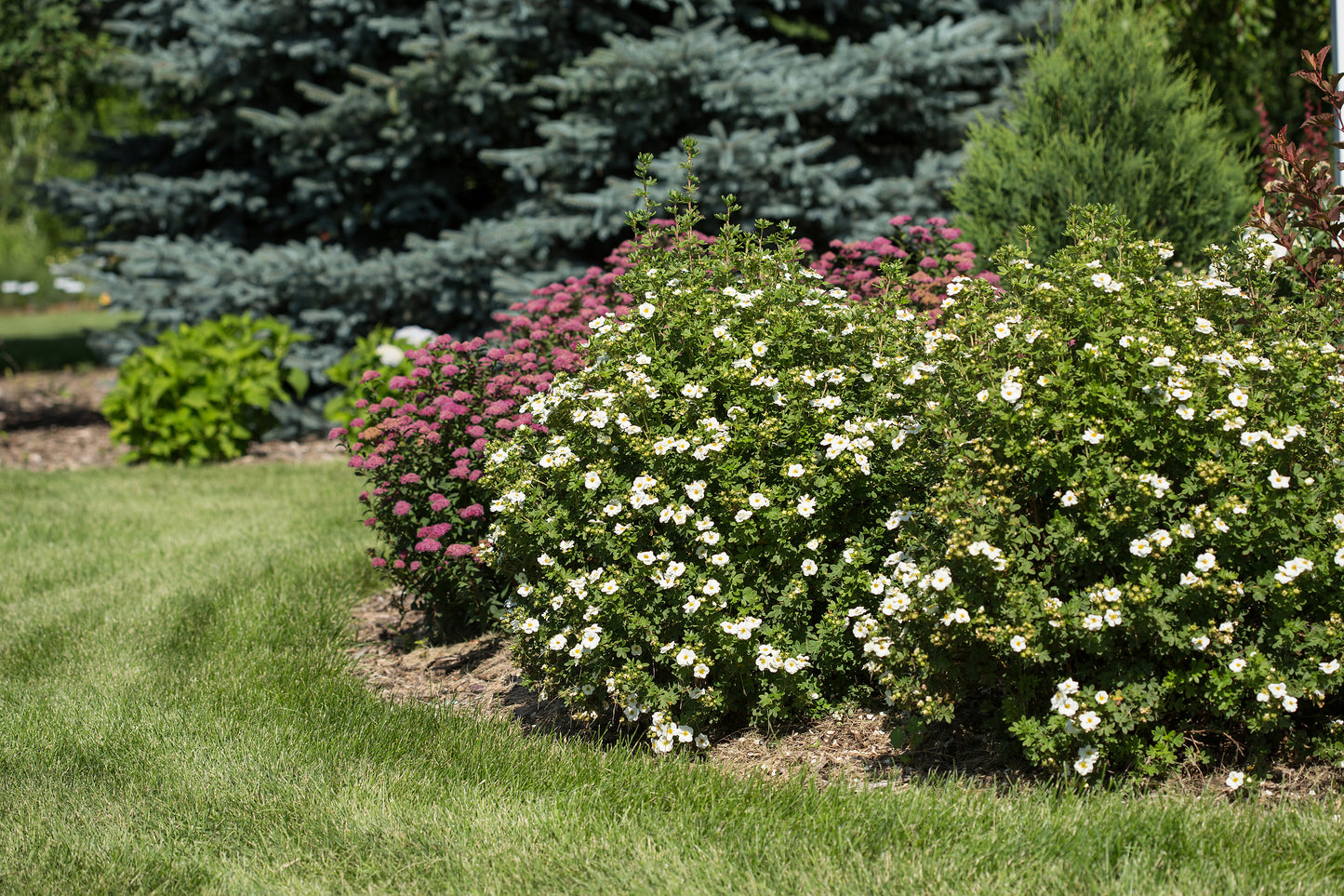 Creme Brulee™ Potentilla blooming in the garden