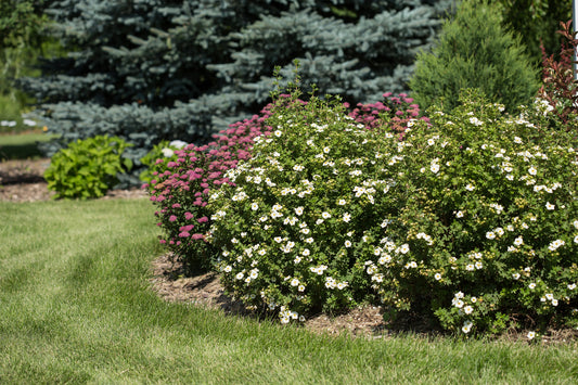 Creme Brulee™ Potentilla blooming in the garden