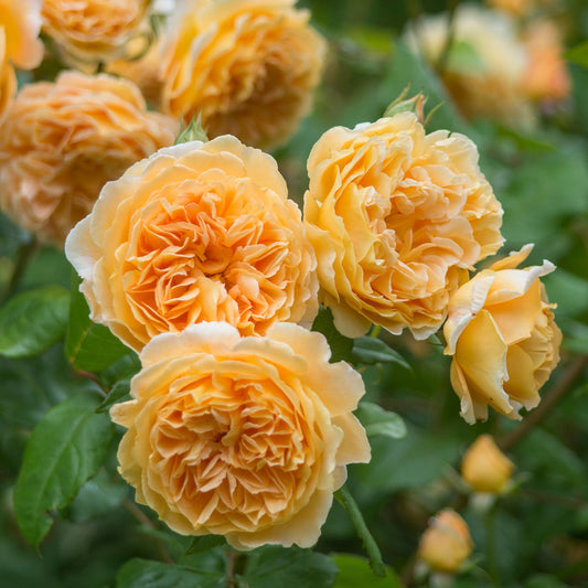 Close-up of yellow roses with green leaves in the background