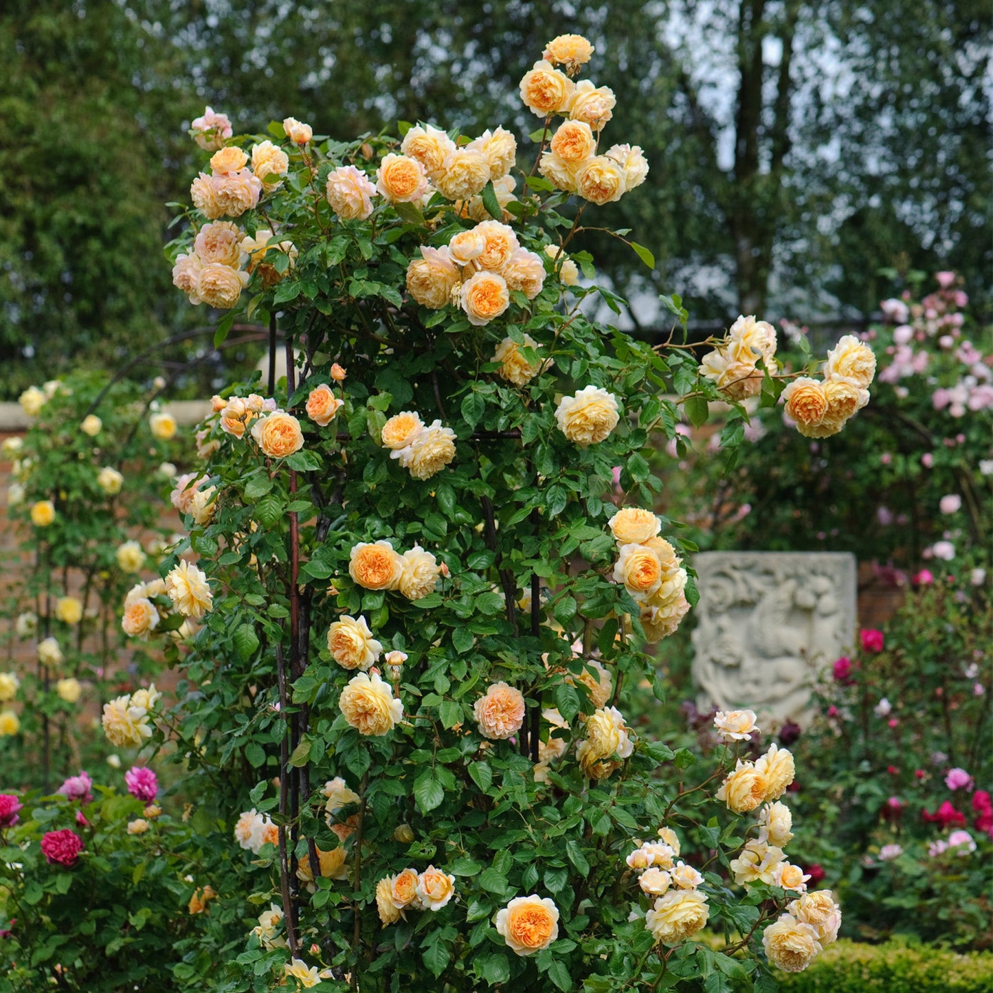 Yellow roses on a trellis in a garden setting with other flowers and greenery.