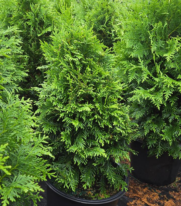 Sasquatch Dark Green™ Arborvitae