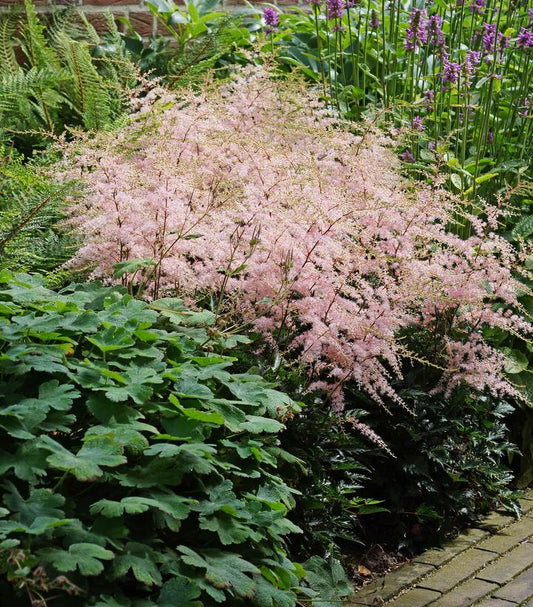 Hennie Graafland Astilbe