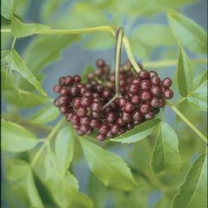 Adams Elderberry