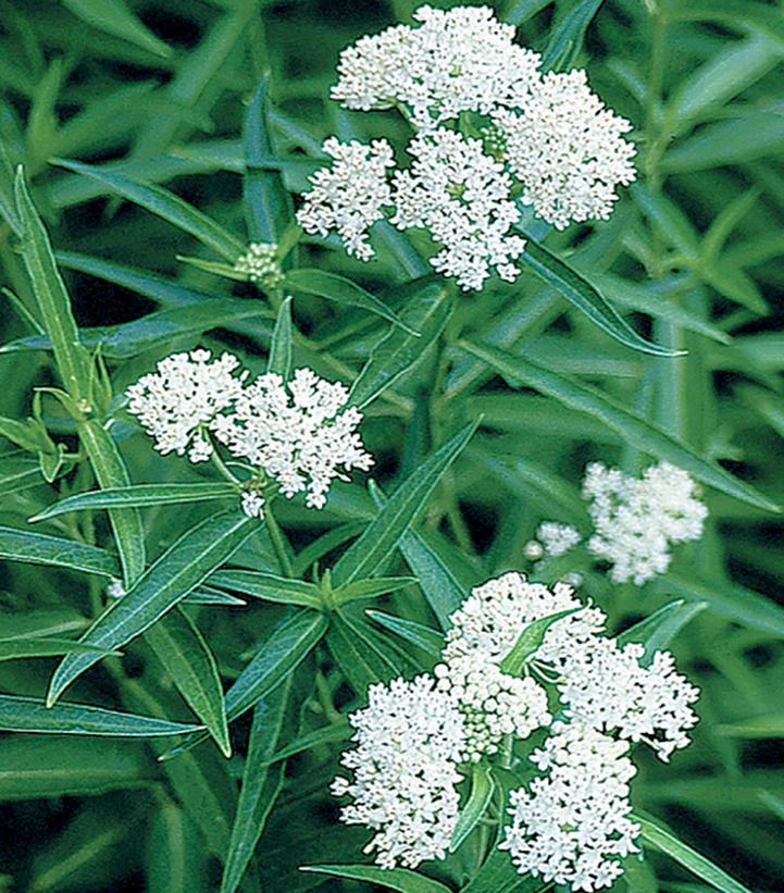 Ice Ballet Swamp Milkweed