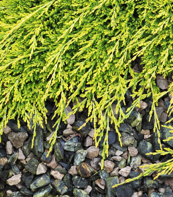 Golden Carpet Spreading Juniper