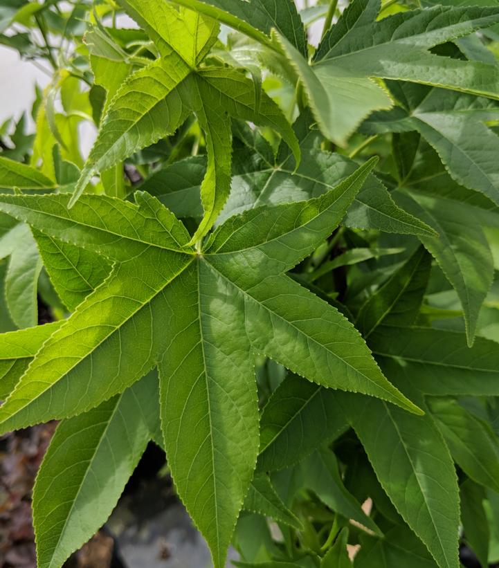 American Sweet Gum