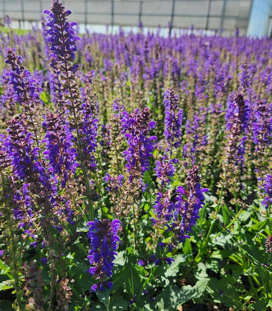 April Night Meadow Sage