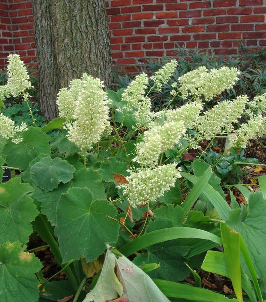 Autumn Bride Coral Bells