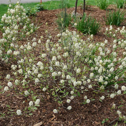 Legend Of The Small® Bottlebrush