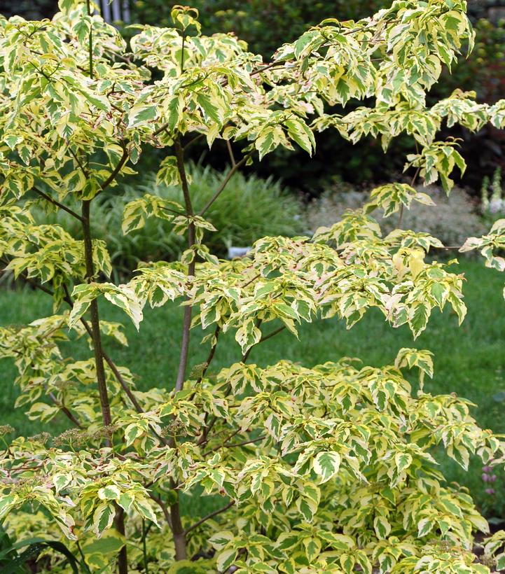Variegated green and yellow leaves of a tree in a garden with green plants in the background
