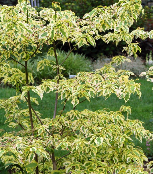 Variegated green and yellow leaves of a tree in a garden with green plants in the background