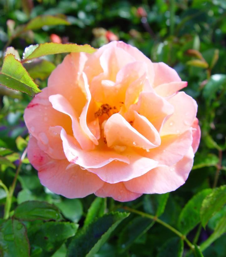 Amber Flower Carpet Rose