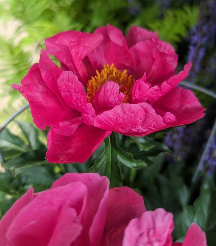 Paula Fay Peony