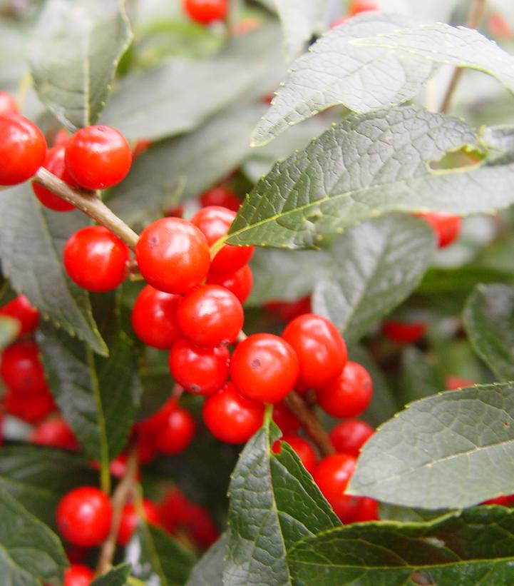 Berry Heavy® Winterberry