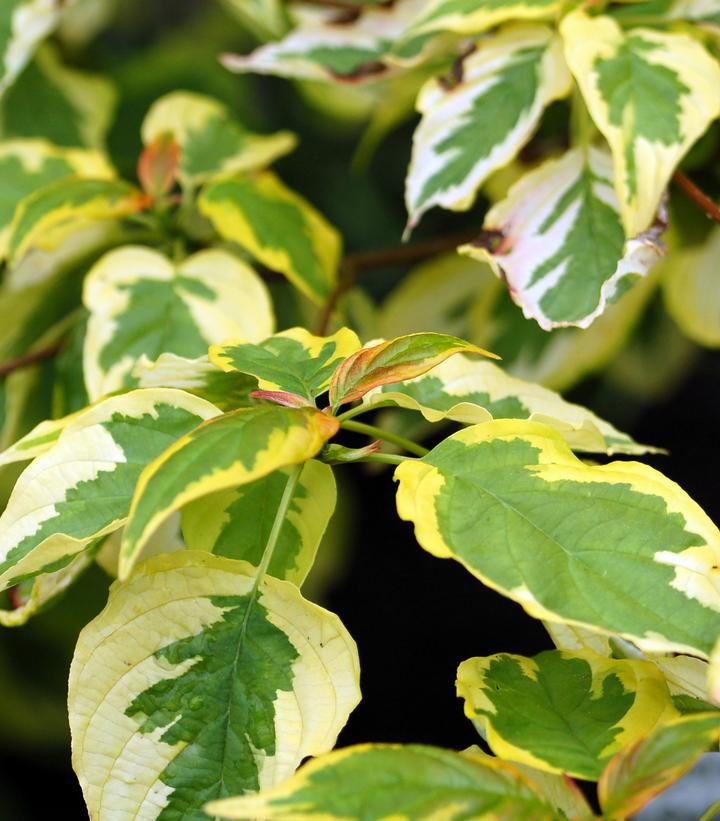 Variegated green and yellow leaves of a plant