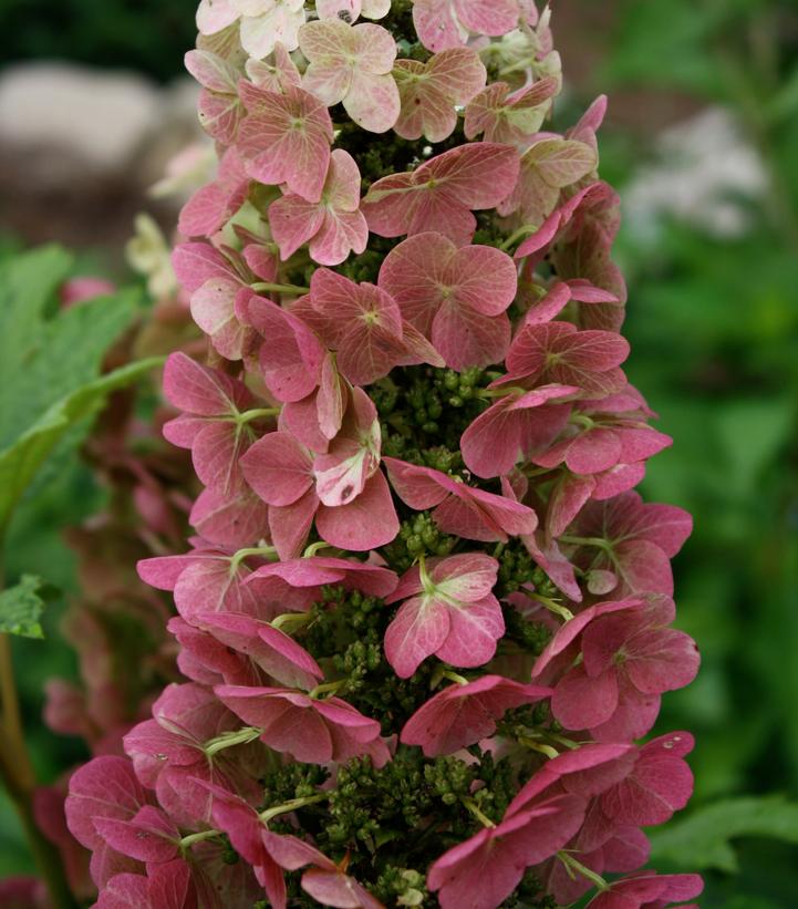 Jetstream™ Oakleaf Hydrangea