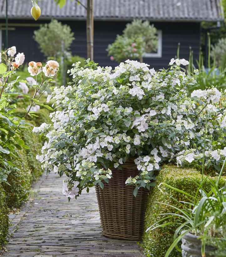 Fairytrail Bride® Cascade Hydrangea®