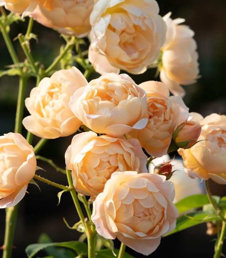 Dannahue™ English Shrub Rose flower group