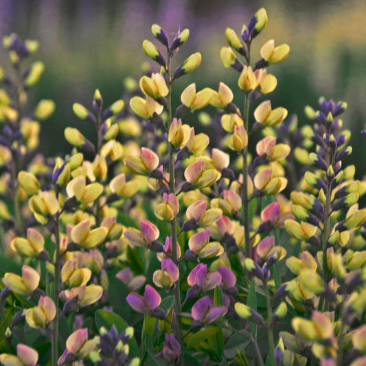 Decadence® Deluxe Pink Lemonade False Indigo flower close up