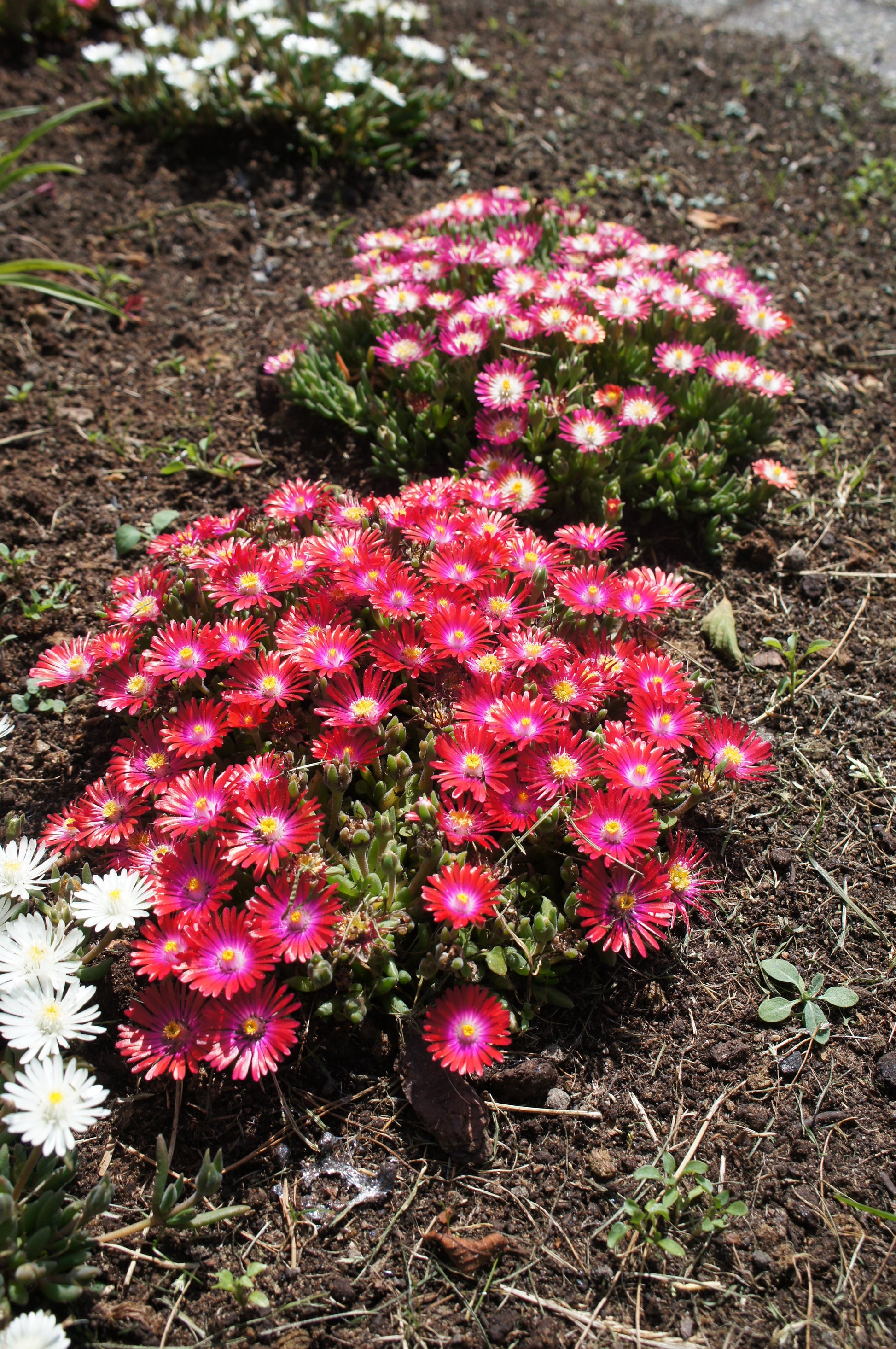 Delosperma cooperi Jewel of the Desert® Garnet