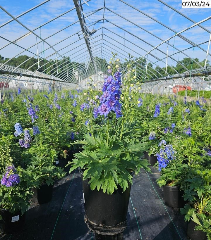 Delphinium foliage and blooms showing deep blue blossoms and green leaves