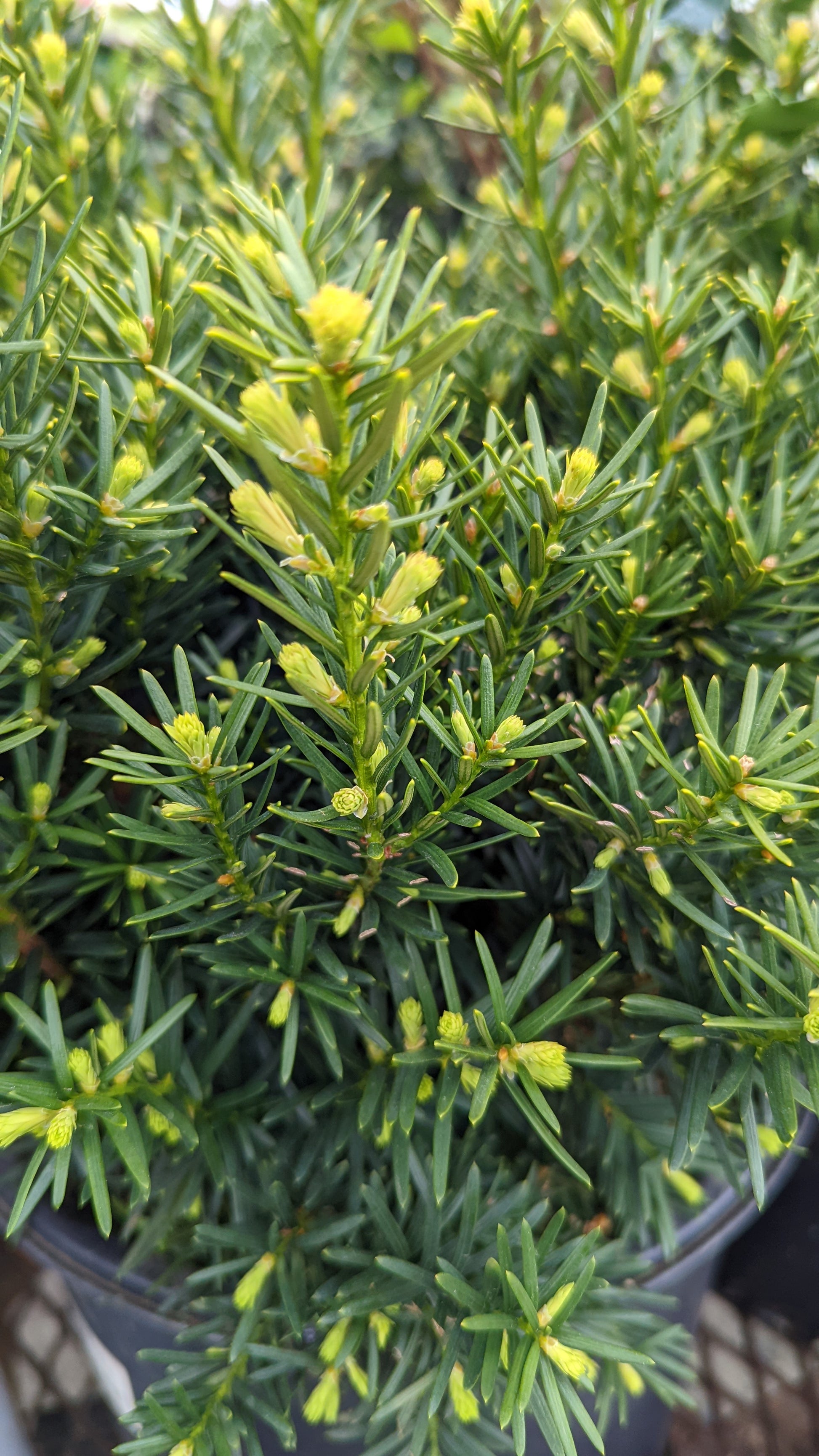 Dense Spreading Yew with small yellow flowers showing
