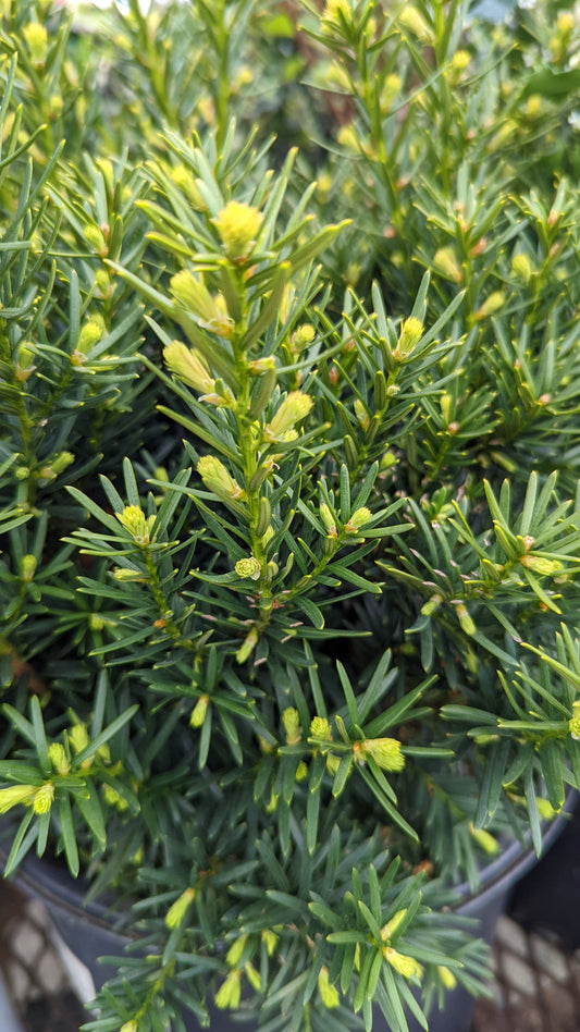 Dense Spreading Yew with small yellow flowers showing