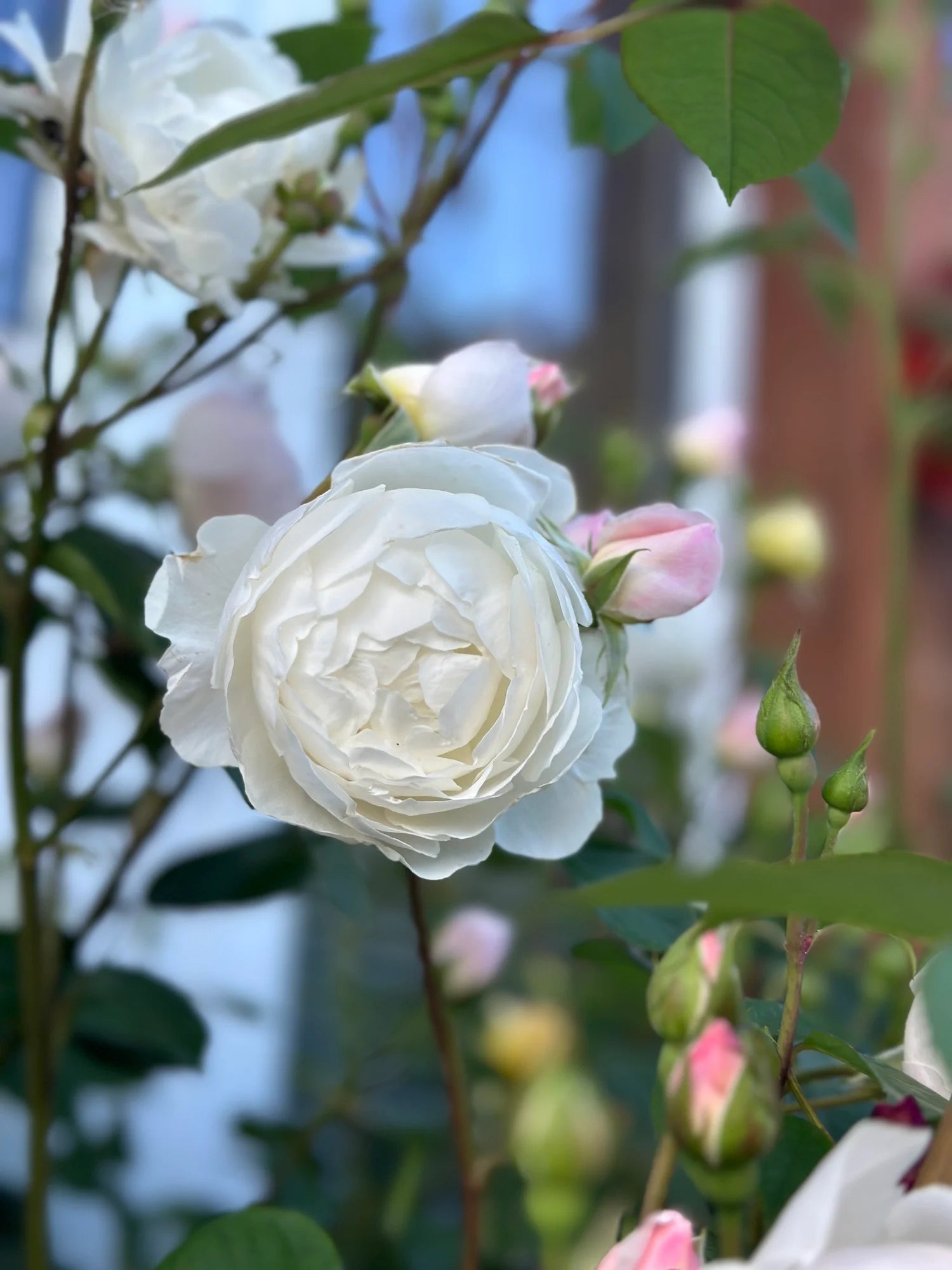 Desdemona® rose buds and open blossoms close up