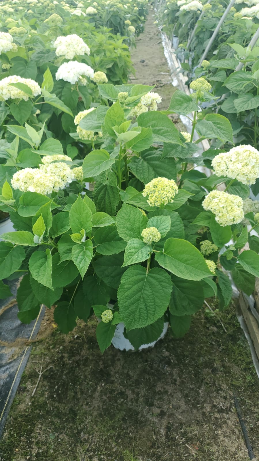 Detail of Incrediball® hydrangea stem and leaf structure supporting large white blooms
