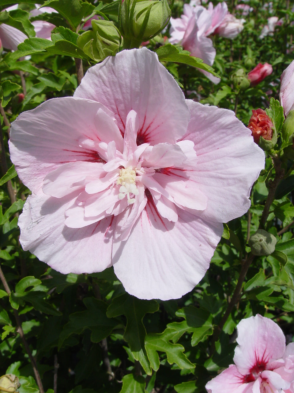 Detailed macro shot of a soft pink Rose of Sharon bloom