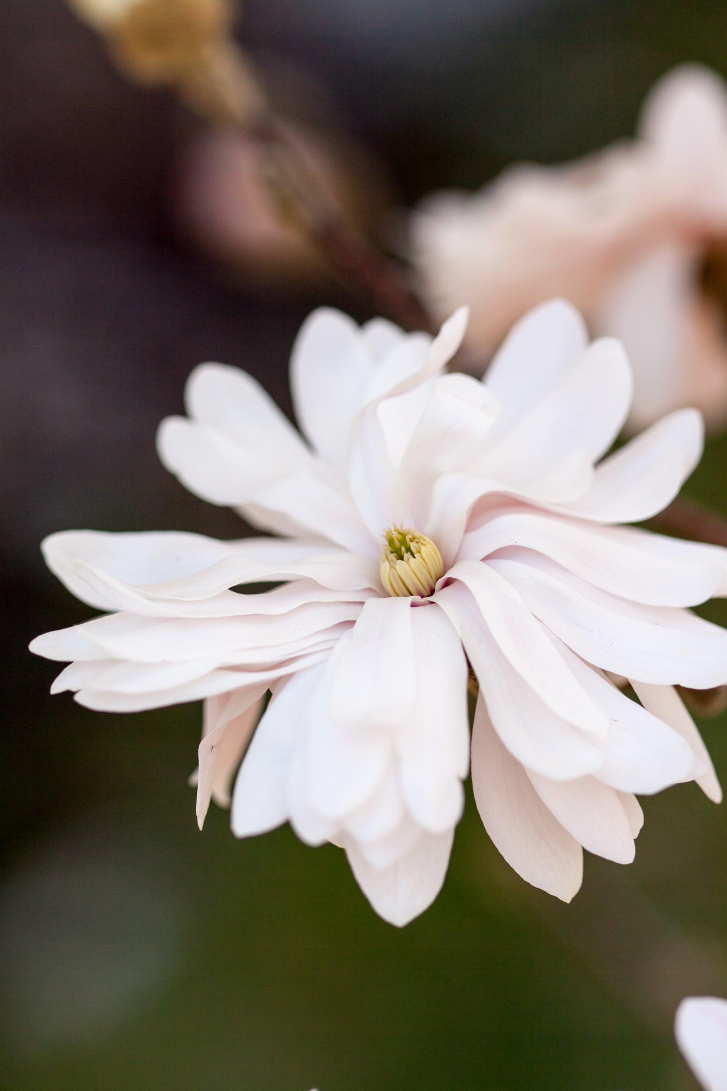 Detailed shot of magnolia blossoms showing layered petals of Centennial Blush™