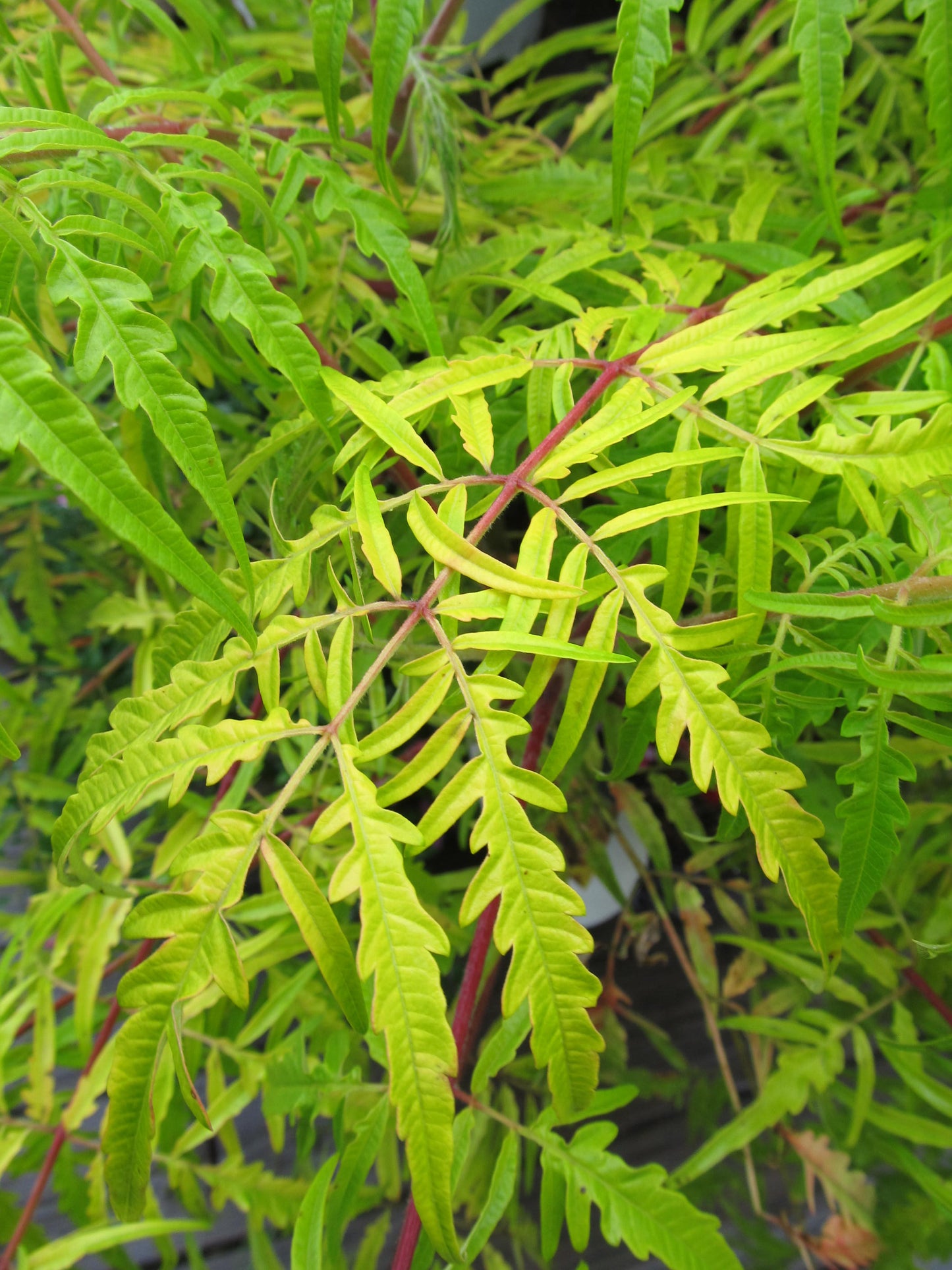 Detailed view of Tiger Eyes® Sumac leaves with pinkish stems against garden background