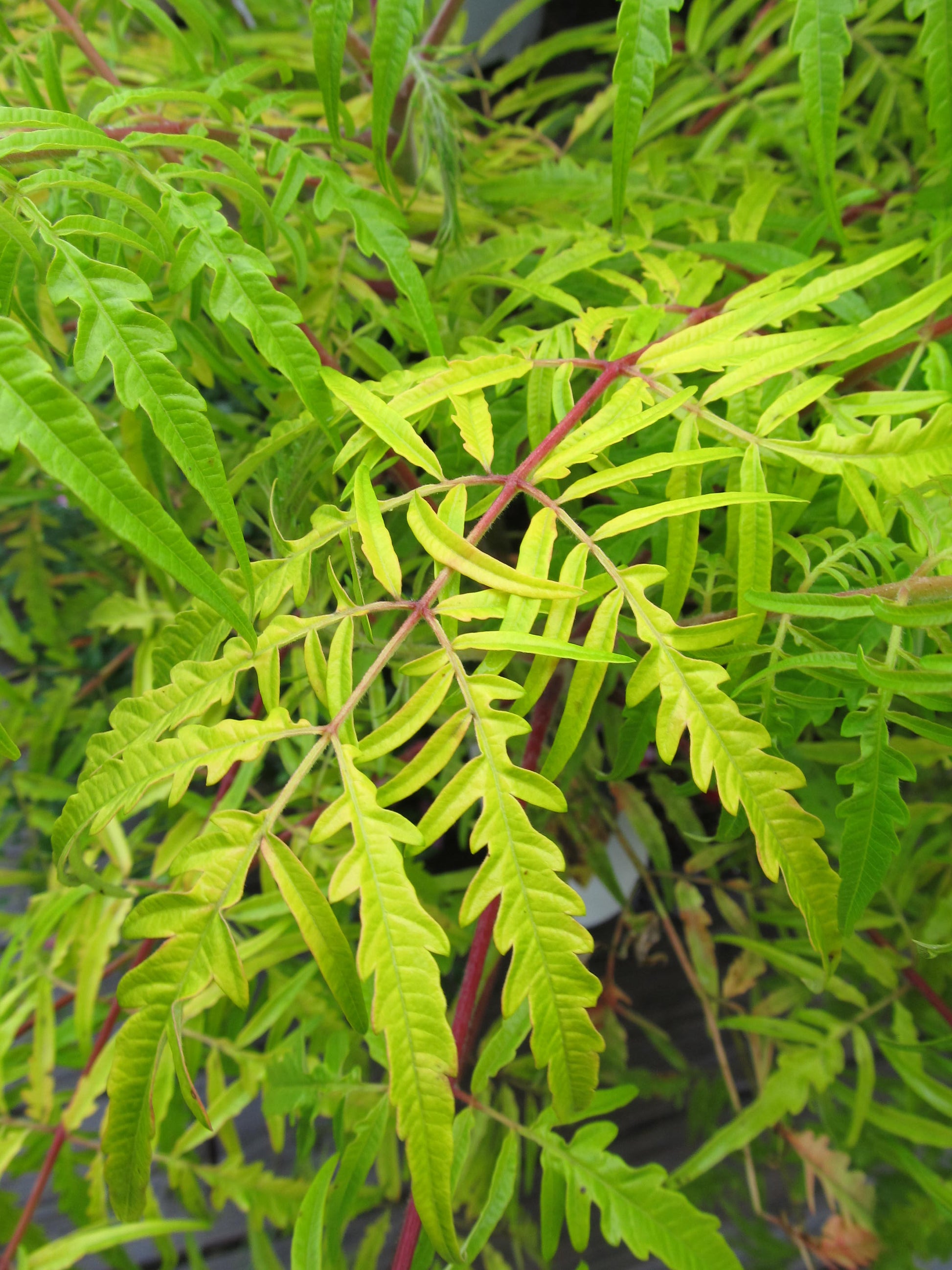 Detailed view of Tiger Eyes® Sumac leaves with pinkish stems against garden background