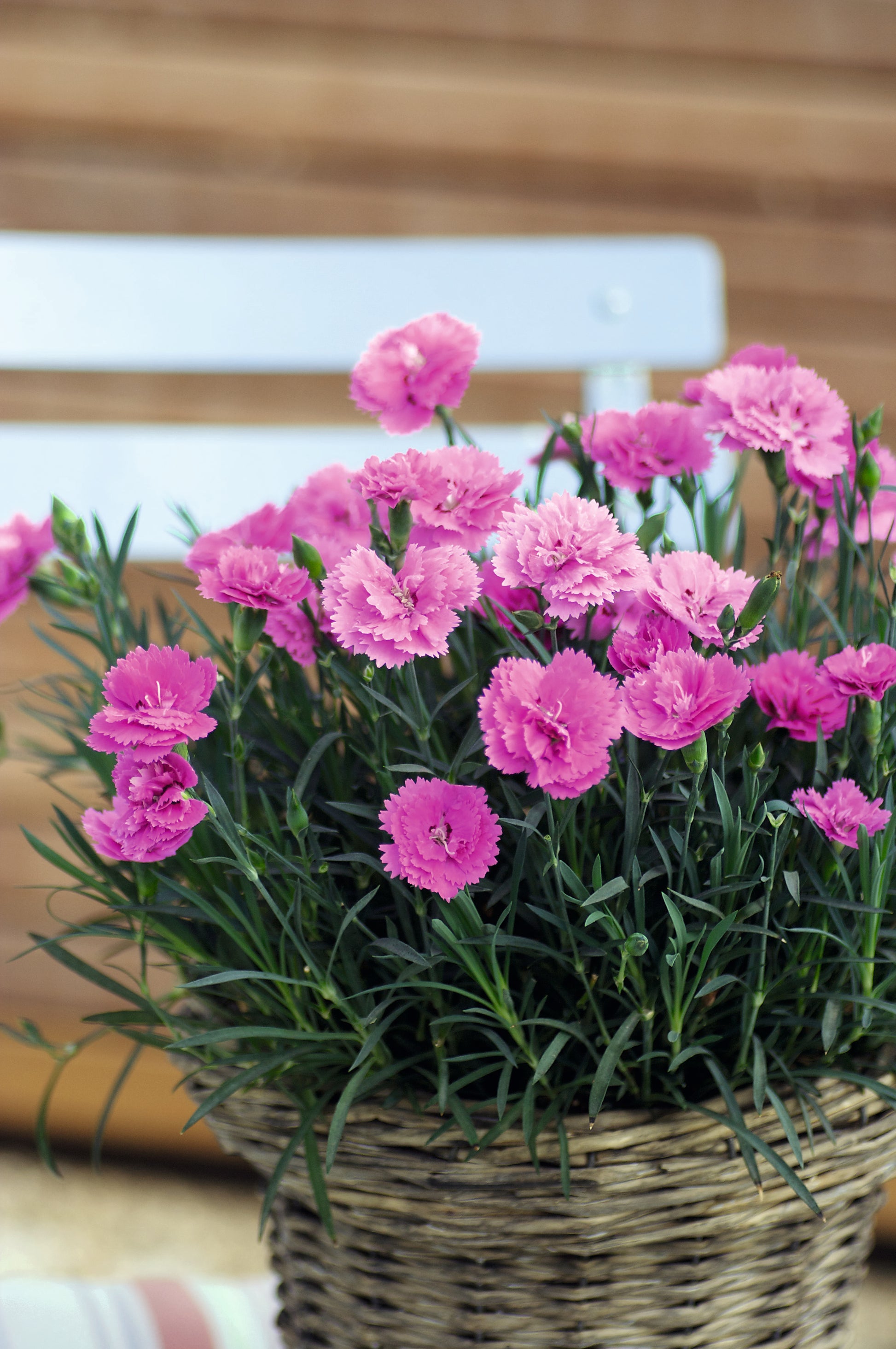 Dianthus Everlast™ Orchid
