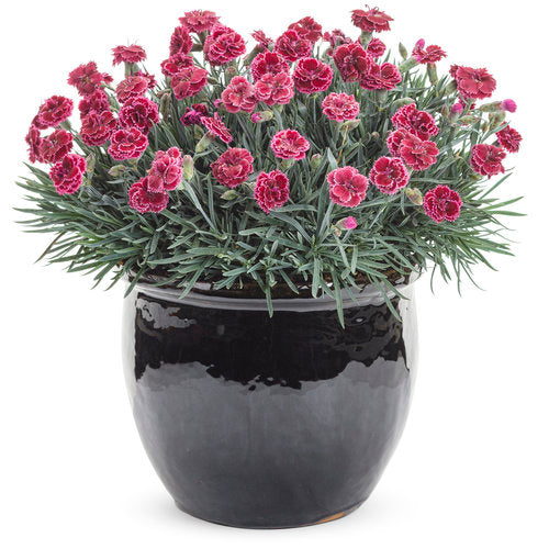Dianthus hybrid Fruit Punch® Black Cherry Frost