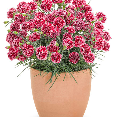 Dianthus hybrid Fruit Punch® 'Cherry Vanilla'