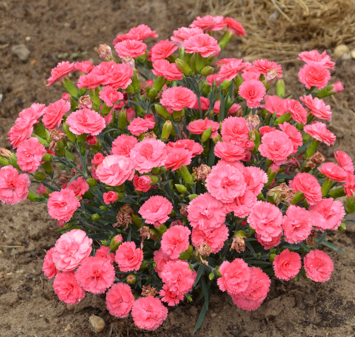 Dianthus hybrid Fruit Punch® Classic Coral