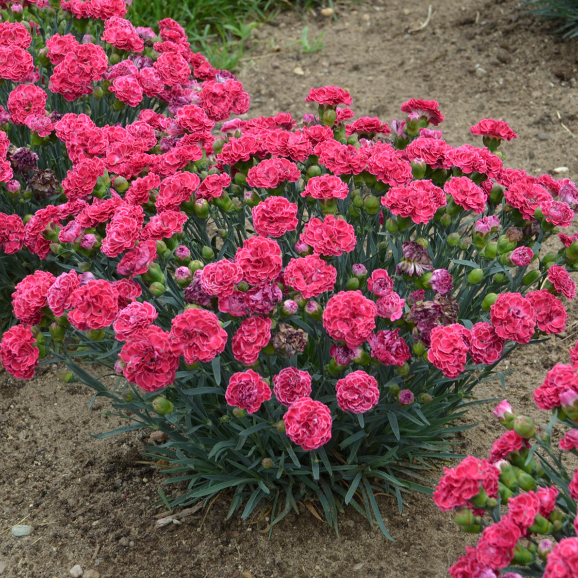 Dianthus hybrid Fruit Punch® Raspberry Ruffles