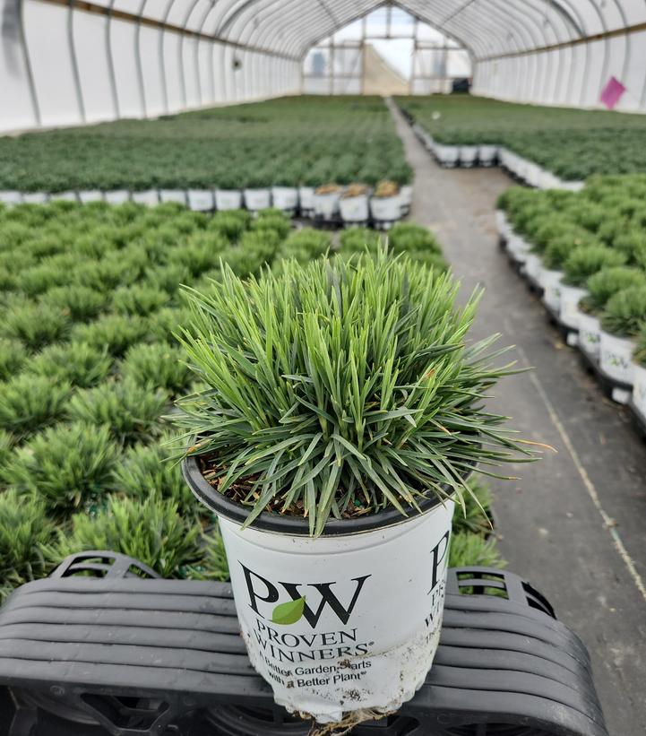 Dianthus hybrid Fruit Punch® Sweetie Pie