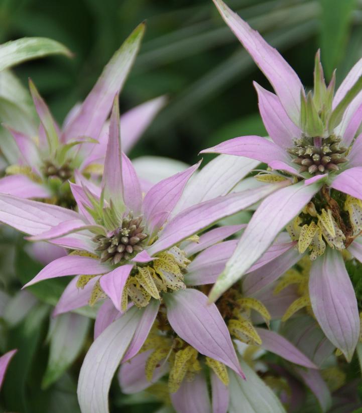 Dotted Horsemint with light purple foliage