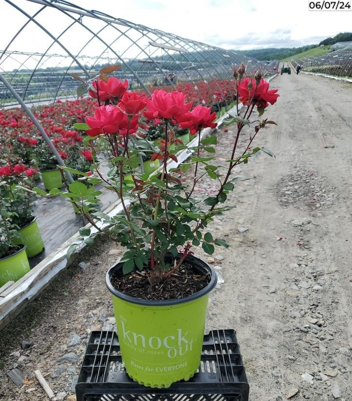 can you plant knock out roses in a pot Double Knock Out® Rose